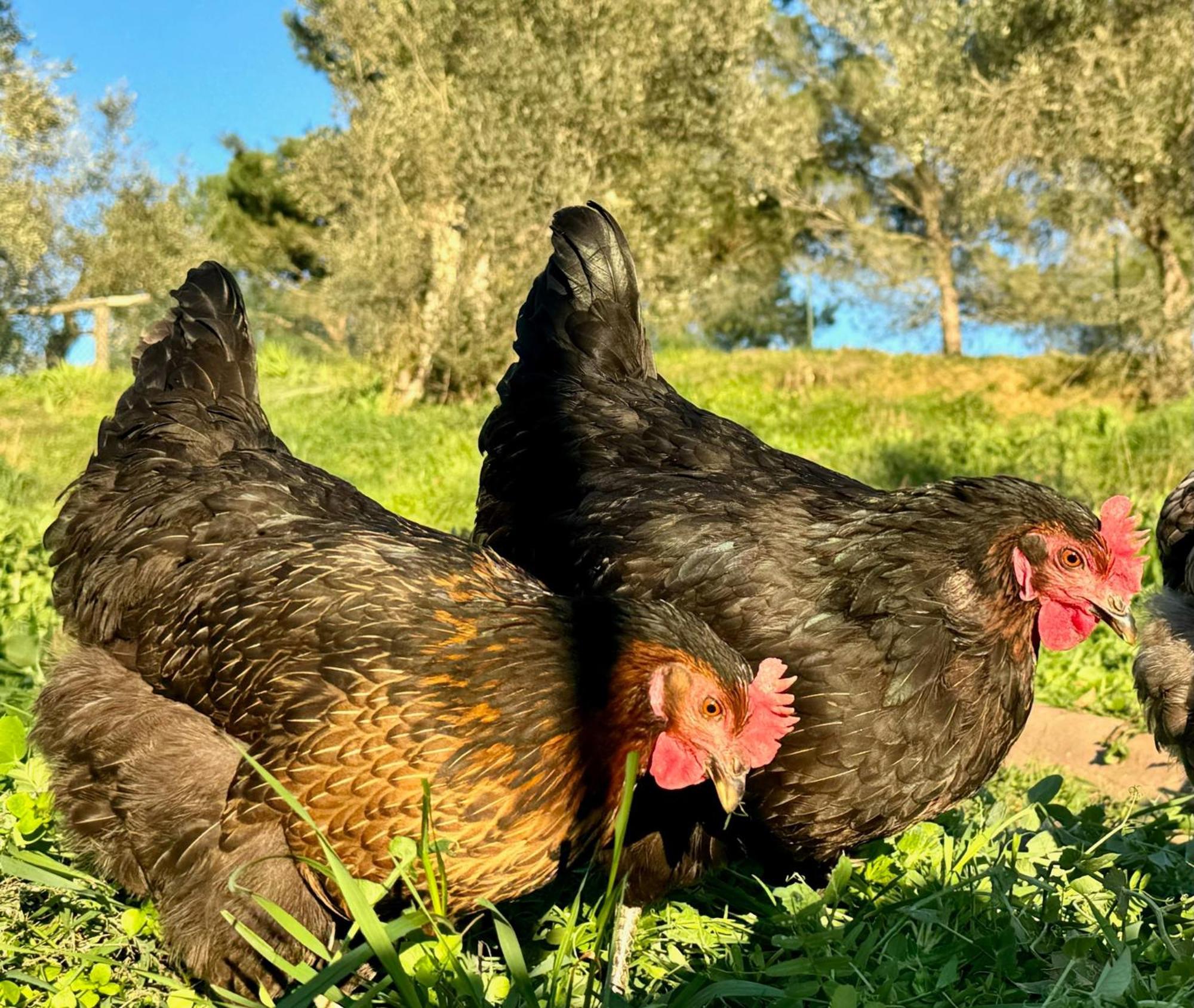 Agriturismo Dandelion Città della Pieve Eksteriør bilde